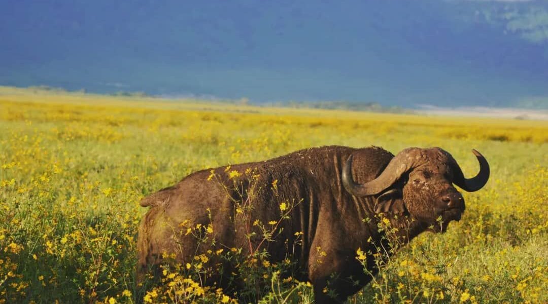 Remote wilderness with huge buffalo herds.