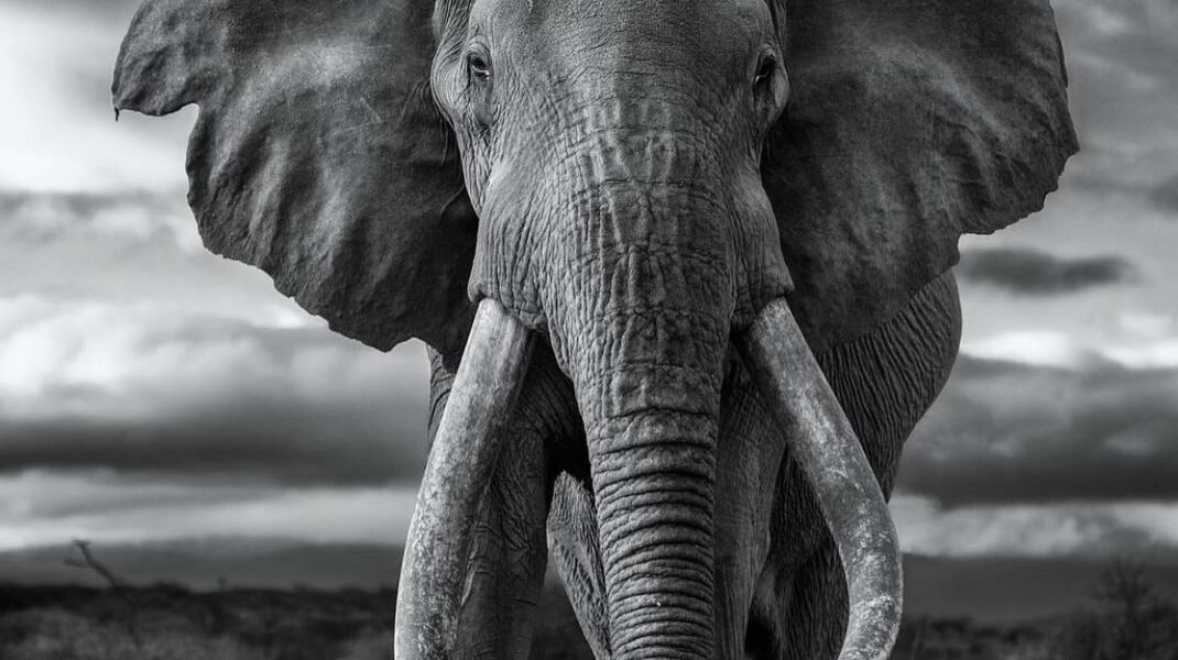 Elephants, baobabs, and powerful safari experiences.