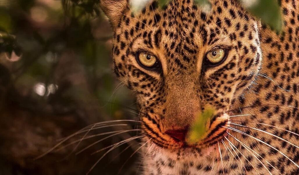 -6050894955221728931_121