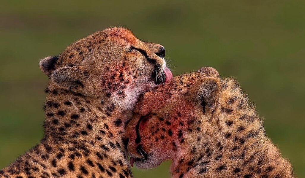 -6050894955221728936_121