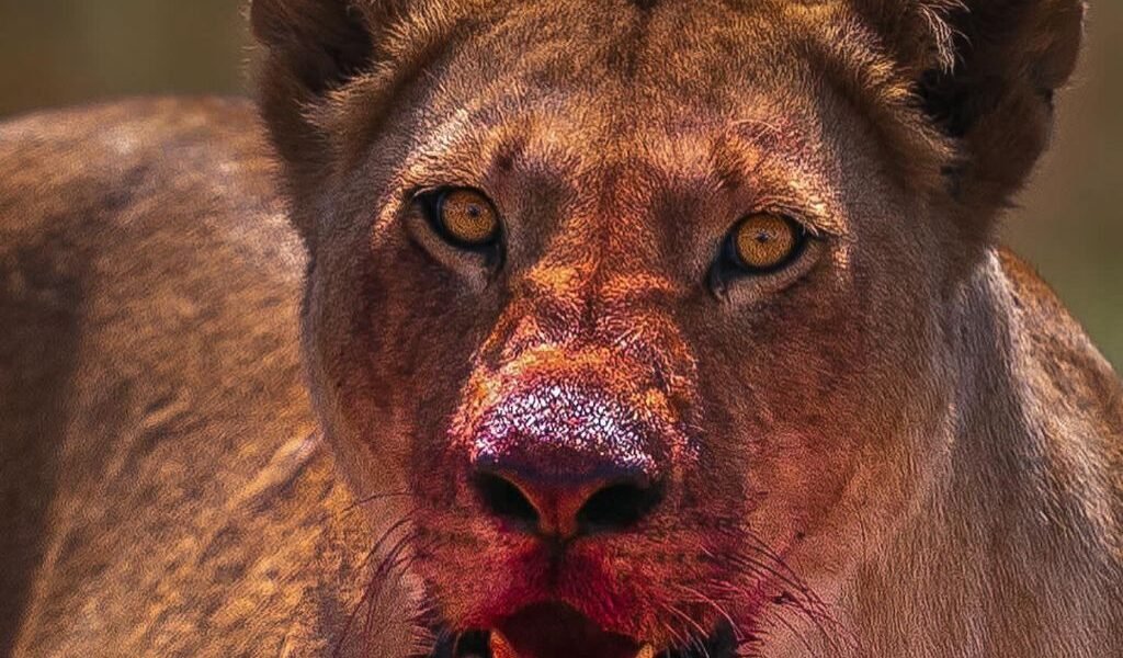 -6050894955221728937_121