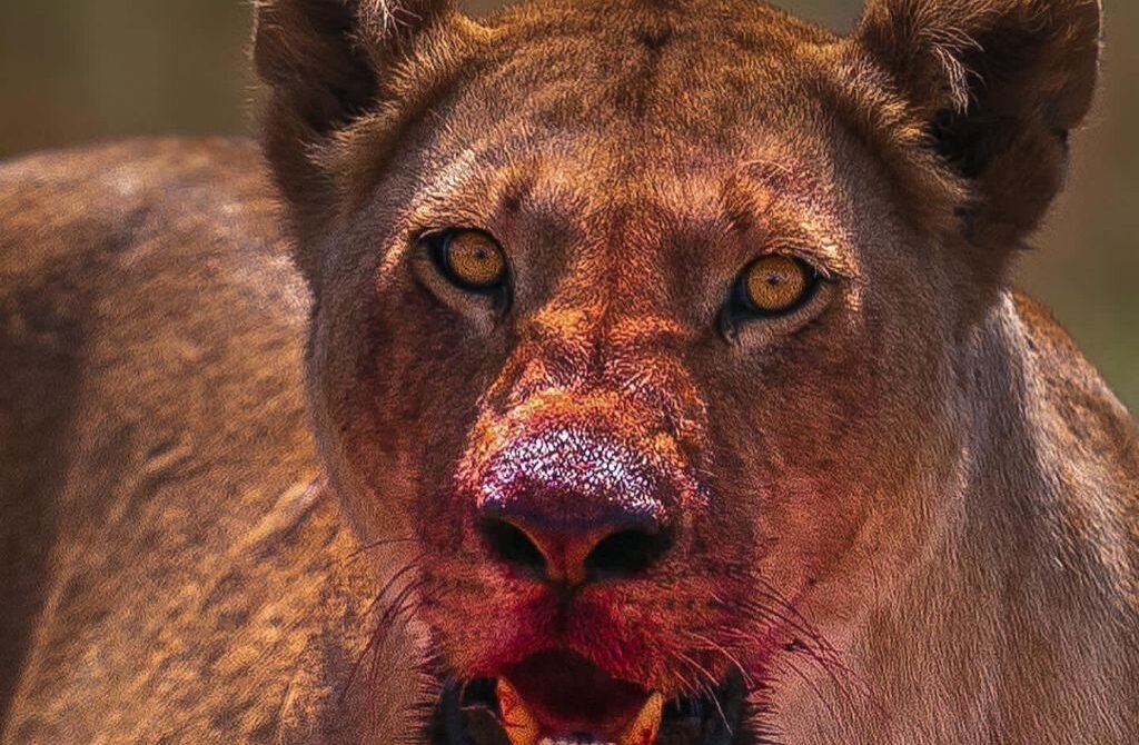 The Big Five of Africa: Everything You Need to Know