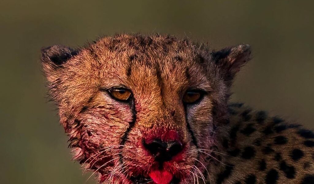 -6050894955221728938_121