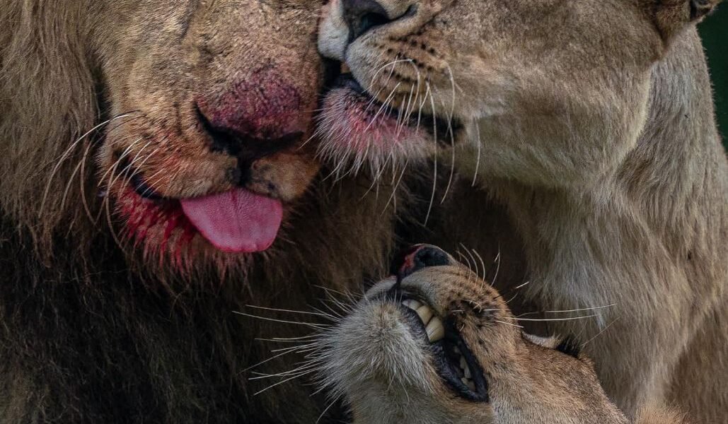 -6050894955221728939_121