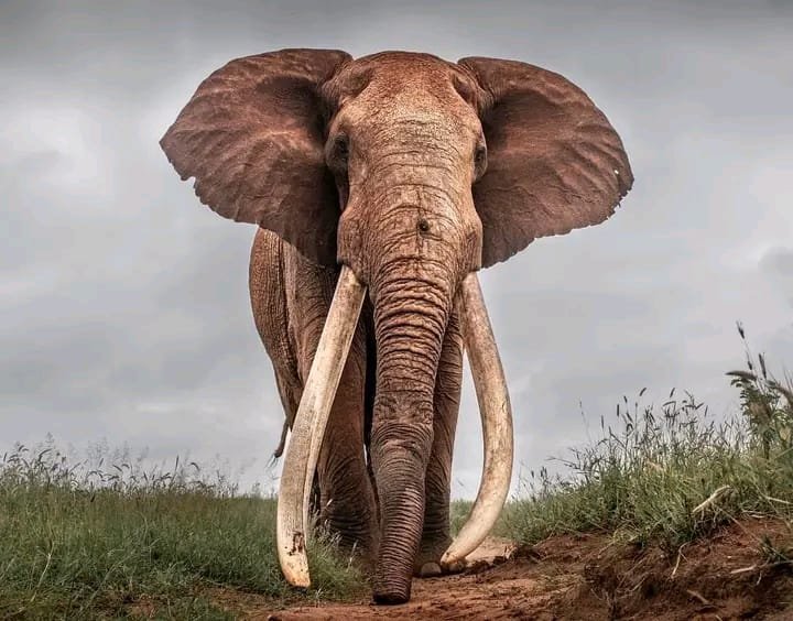 African Elephant vs Asian Elephant: Key Differences You Should Know