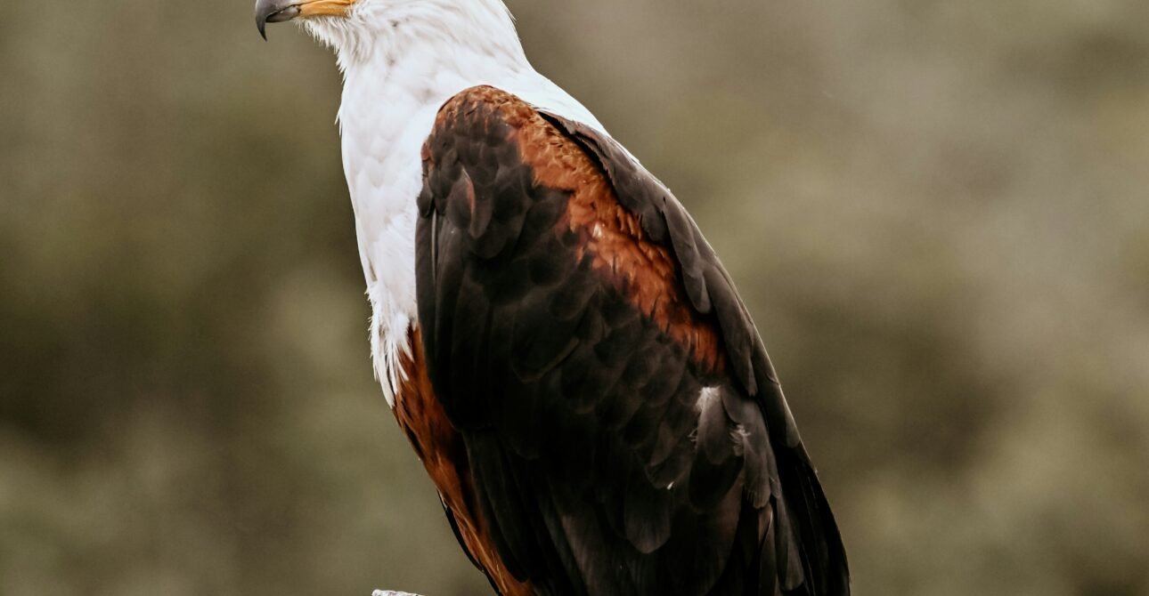 Bird Watching in East Africa: A Paradise for Avians