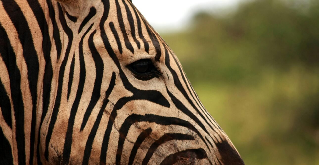 Ultimate Travel Guide to Tanzania: Safaris, Parks, and Culture